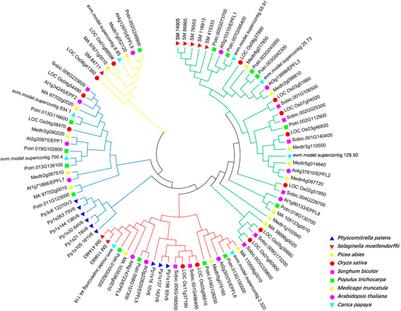 Genome-wide identification and expression analysis of EPF/EPFL gene family in Populus trichocarpa